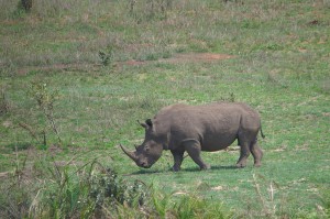 White Rhino