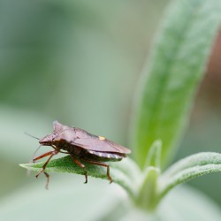 <b>Forest bug (Pentatoma rufipes), Rotbeinige Baumwanze</b> | Kamera: NIKON D700 | Brennweite: 105mm | Blende: ƒ/8 | Verschlusszeit: 1/80s | ISO: 400