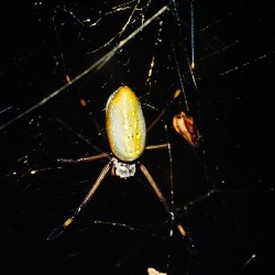 <b>Golden Orb Spider [Nephila clavipes] ?</b> | Kamera: NIKON D700 |  |  | Verschlusszeit: 1/40s | ISO: 200