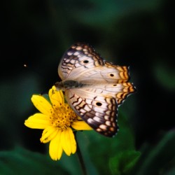 <b>Butterfly</b> | Kamera: NIKON D700 |  |  | Verschlusszeit: 1/80s | ISO: 200