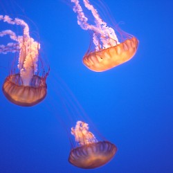 <b>Jelly Fish, Monterey Bay Aquarium</b> |  |  |  |  | 