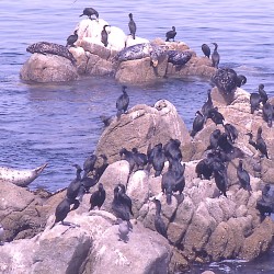 <b>Animals close to Monterey Bay Aquarium</b> |  |  |  |  | 