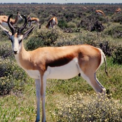 <b>Springbok [Antidorcas marsupialis], Etosha National Park</b> | Kamera: NIKON D700 |  |  | Verschlusszeit: 1/80s | ISO: 200