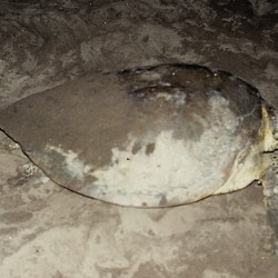 <b>Sea turtle at beach, Tortuguero National Park</b> | Kamera: NIKON D700 |  |  | Verschlusszeit: 1/125s | ISO: 200