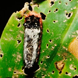 <b>Shag-carpet caterpillar [Prothysana felderi], Tortuguero National Park</b> | Kamera: NIKON D700 |  |  | Verschlusszeit: 1/100s | ISO: 200