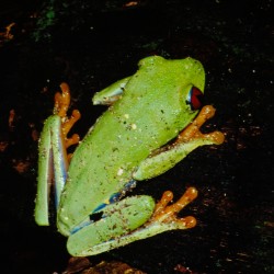 <b>Red-eyed tree frog [Agalychnis callidryas], Cahuita National Park</b> | Kamera: NIKON D700 |  |  | Verschlusszeit: 1/80s | ISO: 200