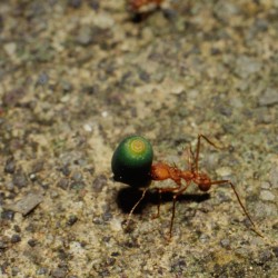 <b>Leaf-cutting ant</b> | Kamera: NIKON D700 |  |  | Verschlusszeit: 1/125s | ISO: 200