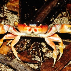 <b>Defense. alarmed crab, Montezuma beach</b> | Kamera: NIKON D700 |  |  | Verschlusszeit: 1/20s | ISO: 200
