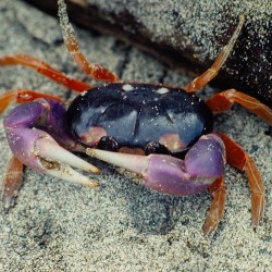 <b>Nice coloured crab</b> | Kamera: NIKON D700 |  |  | Verschlusszeit: 1/125s | ISO: 200