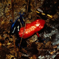 <b>Strawberry Poison-Dart Frog [Dendrobates pumilio], Braulio Carrillo National Park</b> | Kamera: NIKON D700 |  |  | Verschlusszeit: 1/60s | ISO: 200