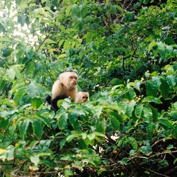 <b>White-headed Capuchin monkeys [Cebus capucinus], Manuel Antonio National Park</b> | Kamera: NIKON D700 |  |  | Verschlusszeit: 1/50s | ISO: 200