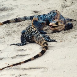 <b>Black spiny-tailed iguanas (Ctenosaura similis), Manuel Antonio National Park</b> | Kamera: NIKON D700 |  |  | Verschlusszeit: 1/40s | ISO: 200